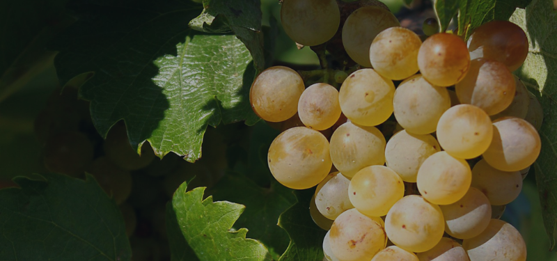 Furmint: Hungary’s Signature White Wine