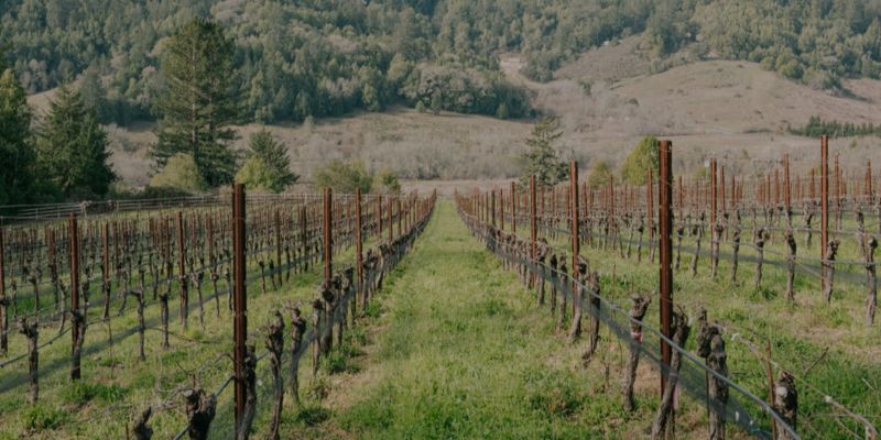 RAEN Winery Spotlight